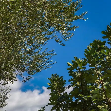 Villa Driftwood Karavados